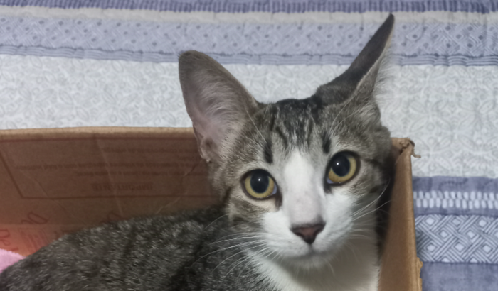 Ajude o Nick fazer sua cirurgia