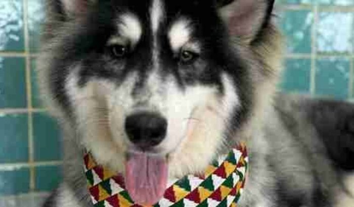 Tratamento Leishmaniose