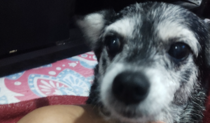 Pituca prescisa da sua ajuda