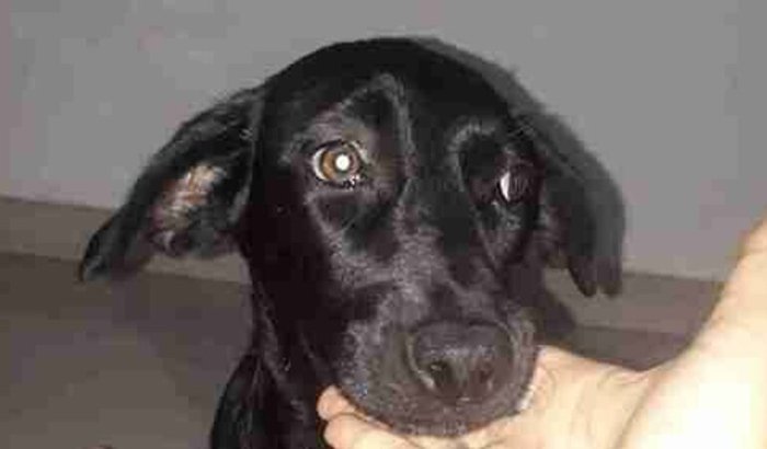 Nala precisa de ajuda