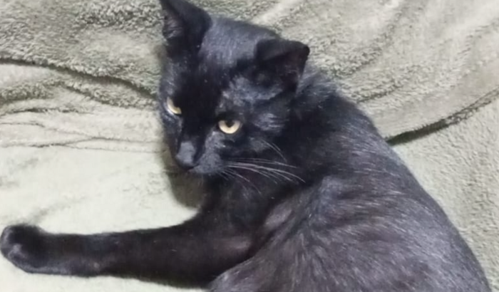 Ajuda para cirurgia do Pet