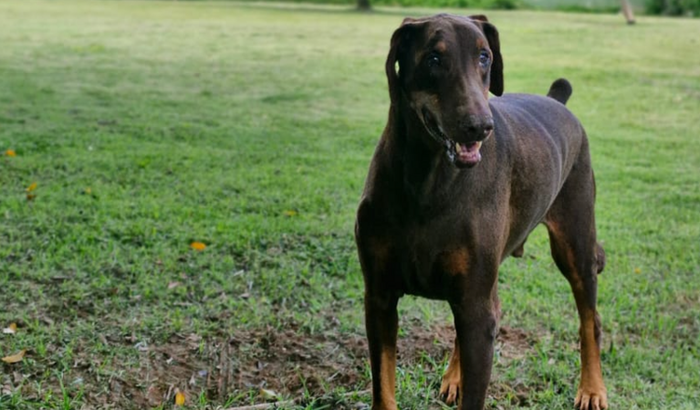 Ajuda temporária para meu aumigão 🙏
