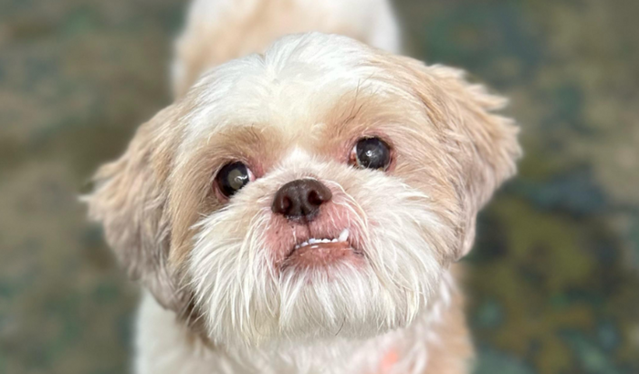 Ajude o Floquinho a melhorar 🤍