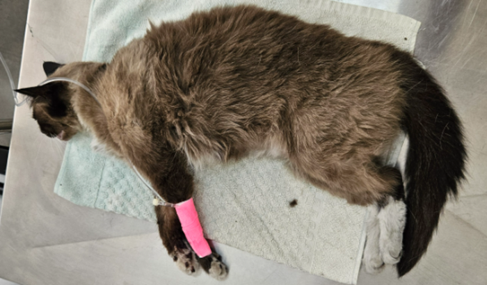 Ajuda para gata resgatada agonizando