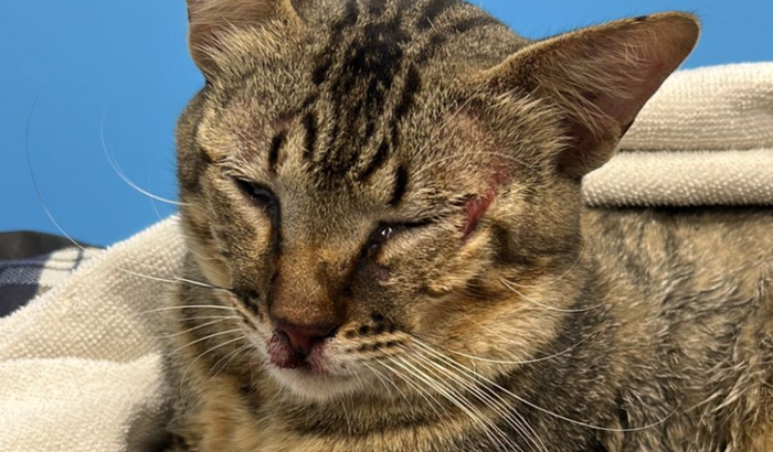 Resgate do Bernardinho