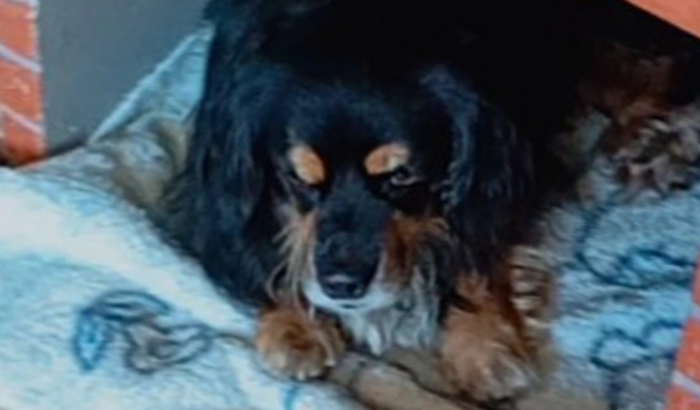 Ajude o NICK a se recuperar e ter uma nova chance!!