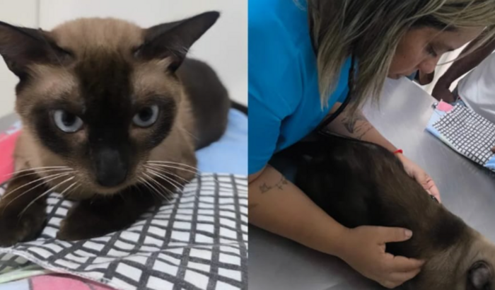 Avaquinha solidaria com o marrom.