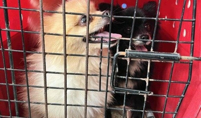 RESGATE CANIL CLANDESTINO 