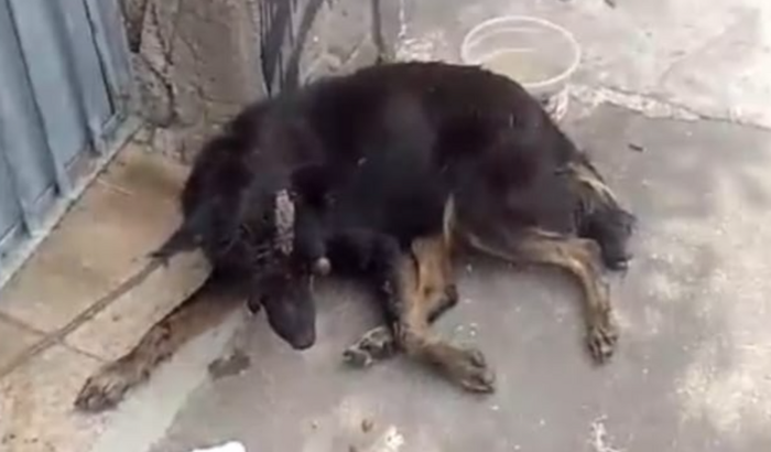 Ajuda para animais resgatados de maus tratos