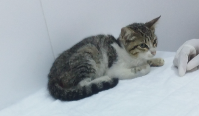 Gatinha com prolapso retal