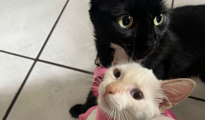 Castrar é Atitude de Amor: Contribua para saúde de gatinhos!