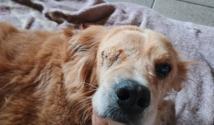 Ajuda p enucleação ocular do Herói cão da ong