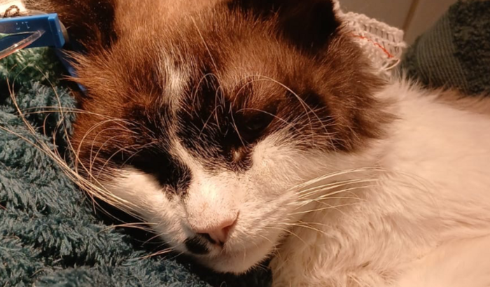 Tratamento piratinha