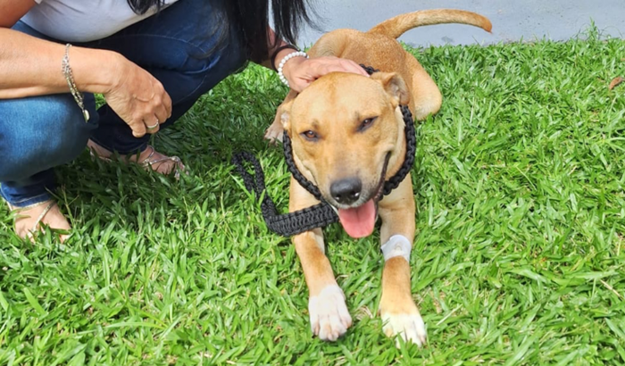 Ajude o Caramelo Tor