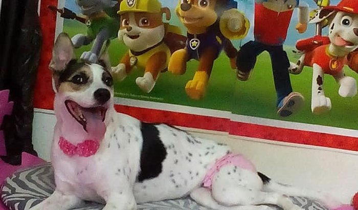 Ajude a Pipoca