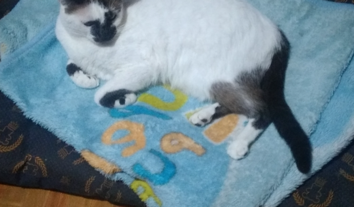 Ajuda na Cirúrgia da Dorinha