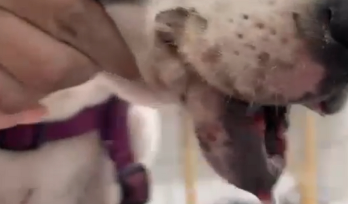 Ajude na cirurgia da Agatha 