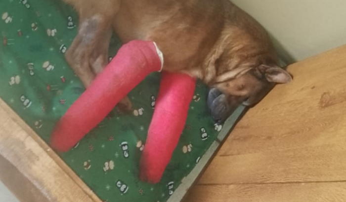 Ajuda nos medicamentos do chocolate