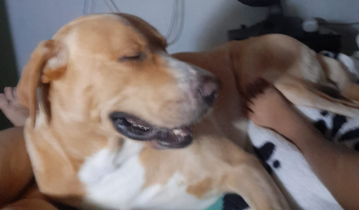 Ajude meu cachorro 😔 ele tá com a doença do carrapato já avançado precisa exames. E remédios, 