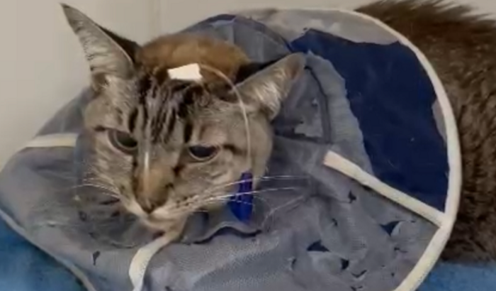 Vamos salvar a marrie 