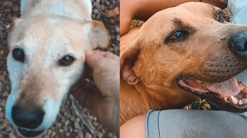 imagem da vaquinha Ajude o Abrigo SOS Animais de Áurea 