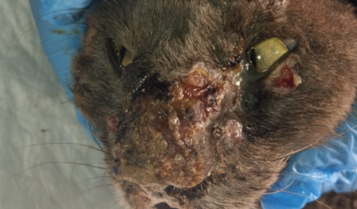 Me ajude a salvar o Selvagem !