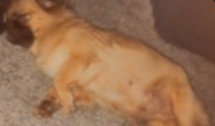 Complicações do pato de Manu