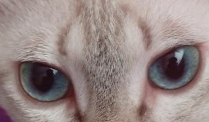 Ajude meu Gatinho! 🐈