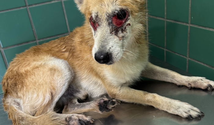 Vakinha do Raposo 🦊