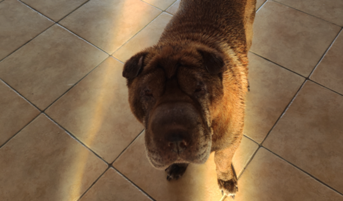 Cirurgia de tumor da Gorda