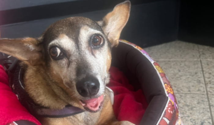 TRATAMENTO DO CACHORRINHO BOB, BITO