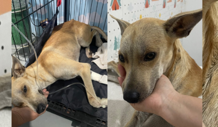 Ajude nos custos da internação e tratamento do AUmigo Mufasa