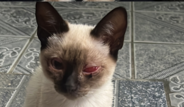 ajude na recuperação da Adelaide 