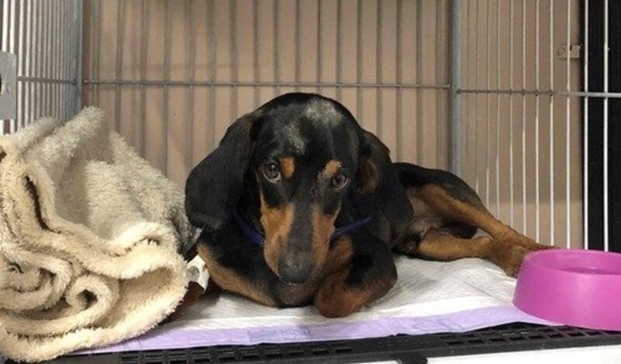 Ajuda para fazer cirurgia no Fred