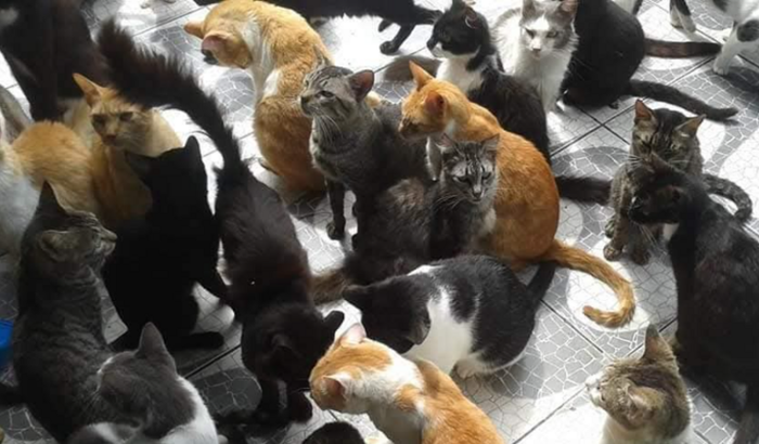 AUjude os aMIAUguinhos