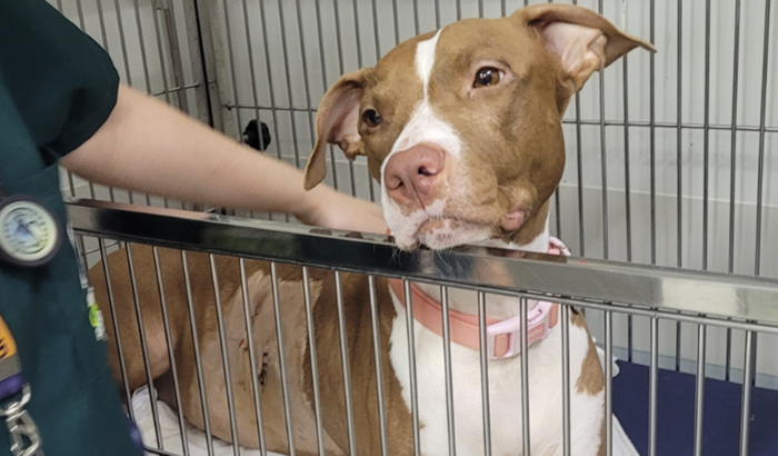 Ajude a Alice a continuar lutando