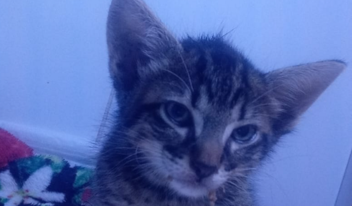 Ajude nos a salvar nosso neném machadinho felix