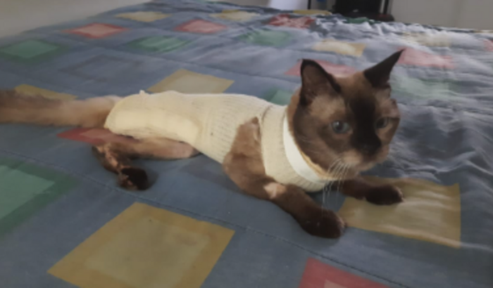 Ajude o Canelinha a Continuar sua Luta pela Vida 💜🐱