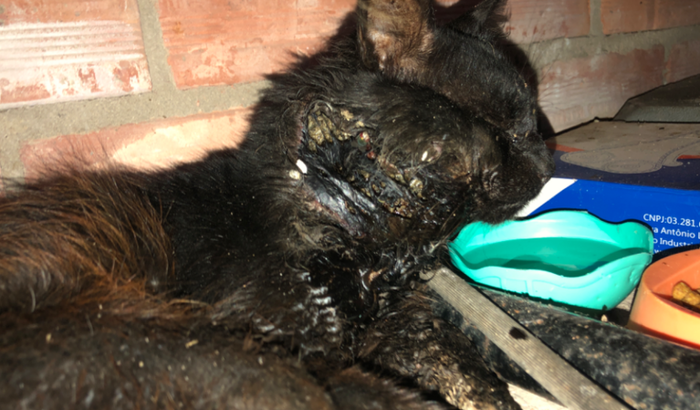 GATINHA COM LARVAS DENTRO DA CABEÇA 