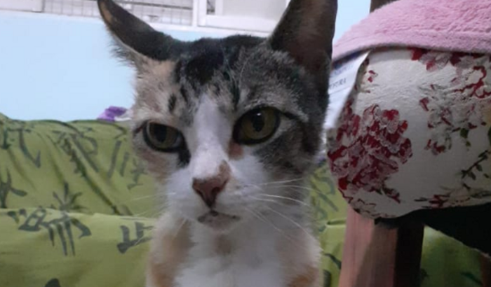 Ajude a Gata Ximena (Encerrado)