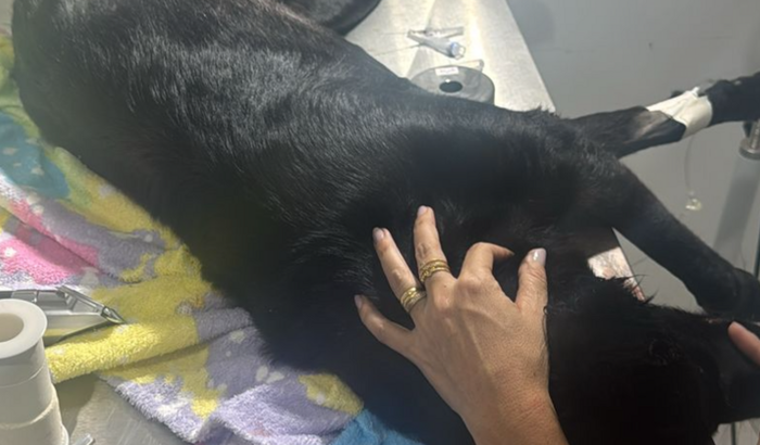 AJUDA A LOBINHA ATROPELADA