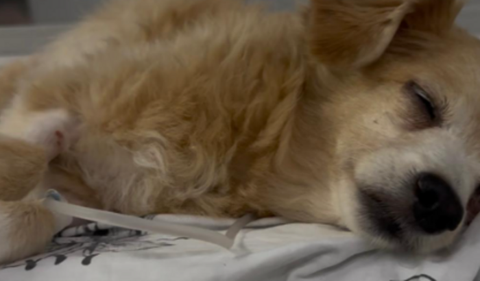 Vamos ajudar a cachorrinha Mel