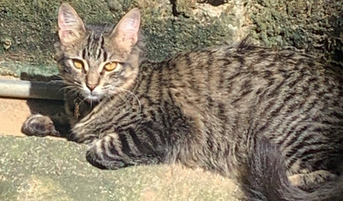 Me ajude a pagar minha quimioterapia 