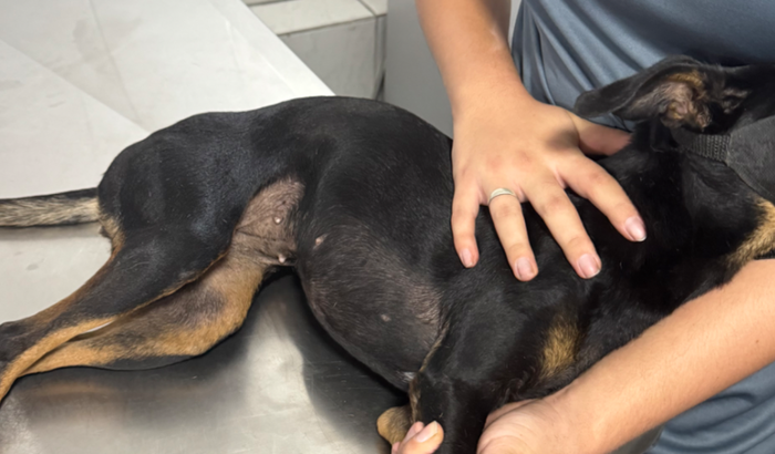 Recuperação da pretinha 