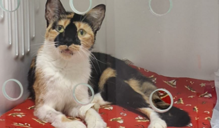 Ajude no tratamento da Vênus (felv+) 