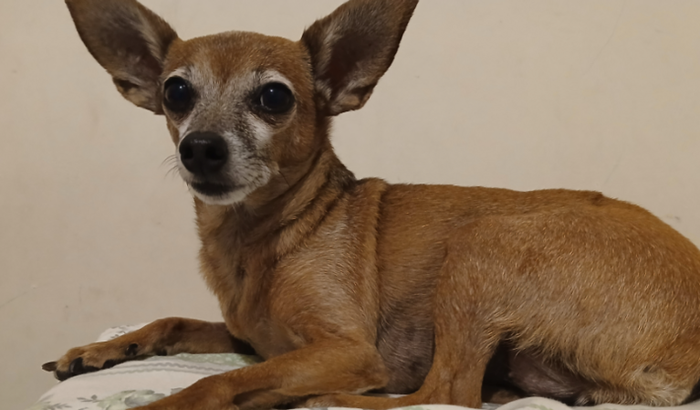 Endoscopia para a Meg