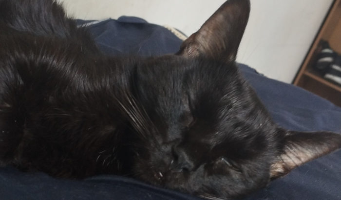 Ajuda para internação do Kim