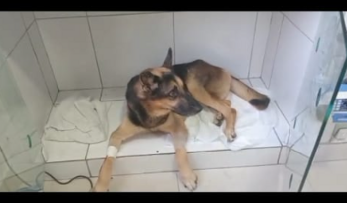 AJUDA MEU  PASTOR ALEMÃO DUROCK