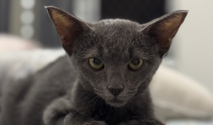 Ajude o Apollo no tratamento da Pif 