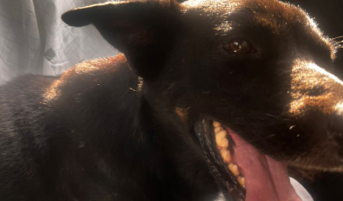 Ajuda no tratamento do Negão